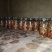 猪苓菌猪苓种植优选菌
