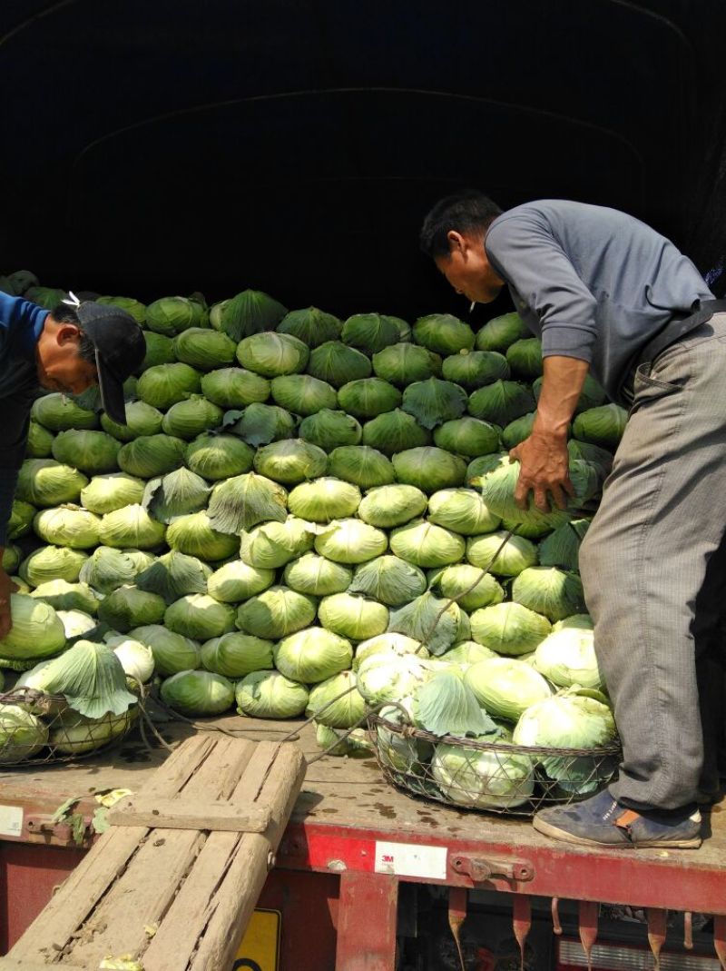 京丰一号奥基丽，扁包菜专发全国加工厂超市