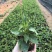 肾蕨8~10cm0.5m以下