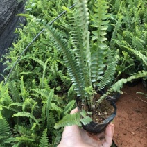 肾蕨8~10cm0.5m以下