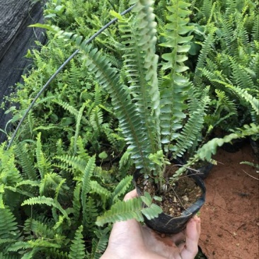 肾蕨8~10cm0.5m以下