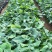 肾蕨8~10cm0.5m以下