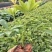 肾蕨8~10cm0.5m以下