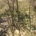 绿竹笋20斤起批