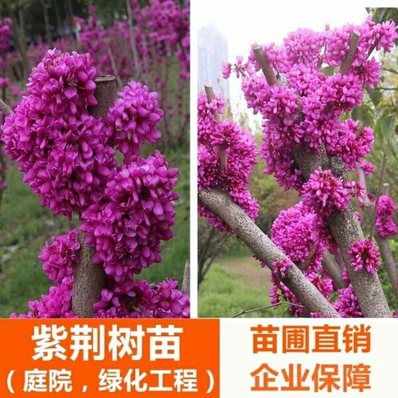 [精选]江苏宿迁紫荆花树苗盆栽紫荆花苗紫荆苗工程苗
