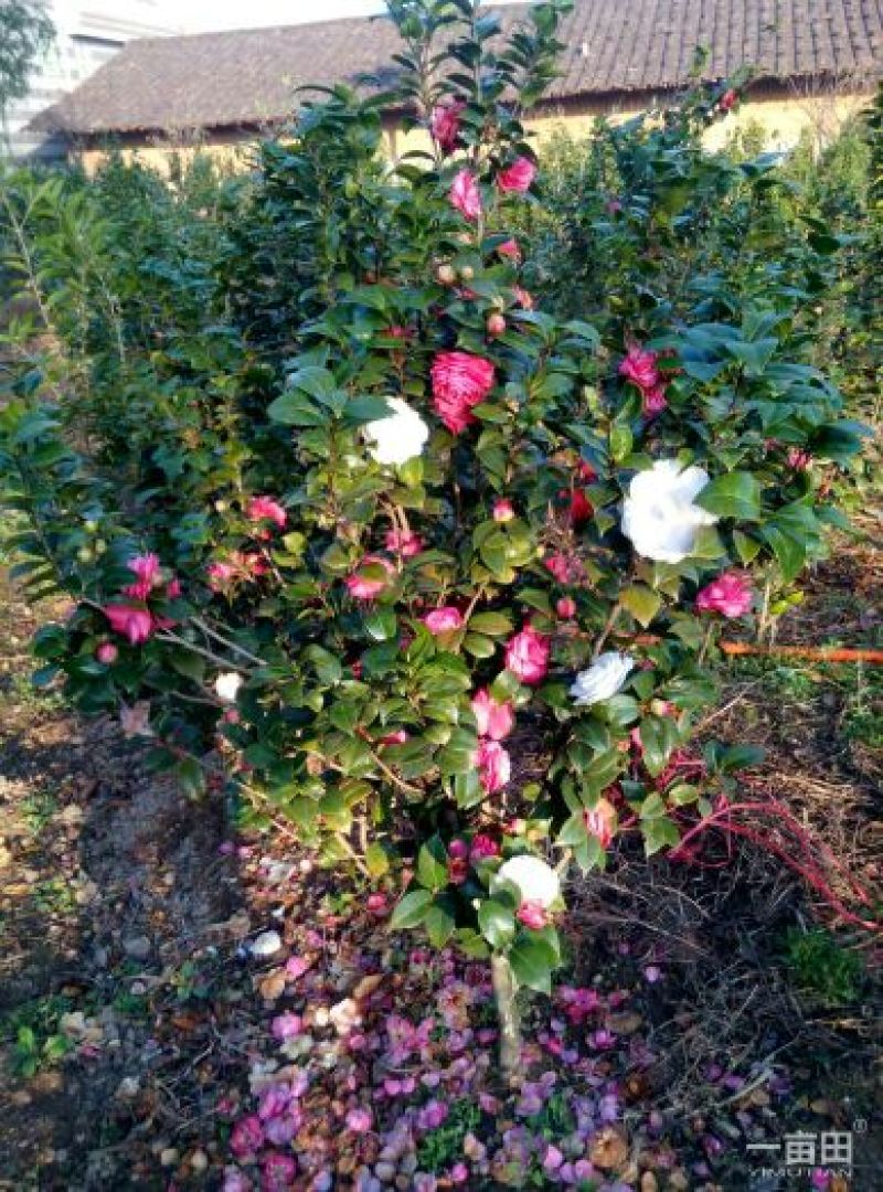 茶花树140cm以上
