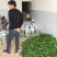 重庆大白黄瓜18~22公分鲜花带刺
