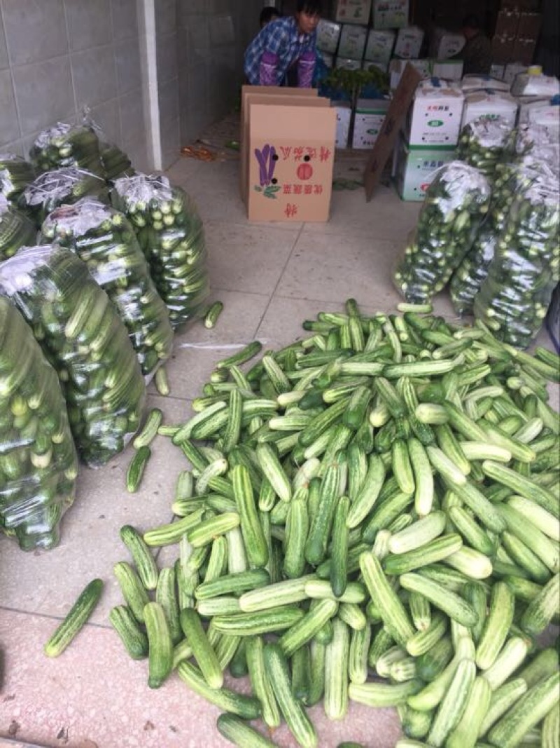 重庆大白黄瓜18~22公分鲜花带刺