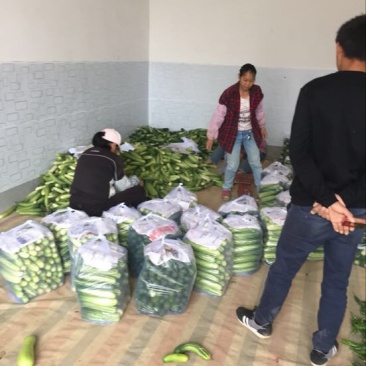 重庆大白黄瓜18~22公分鲜花带刺