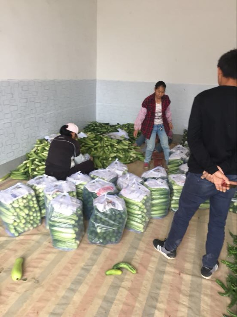 重庆大白黄瓜18~22公分鲜花带刺