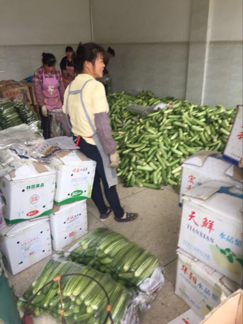 重庆大白黄瓜18~22公分鲜花带刺