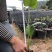 滴水观音