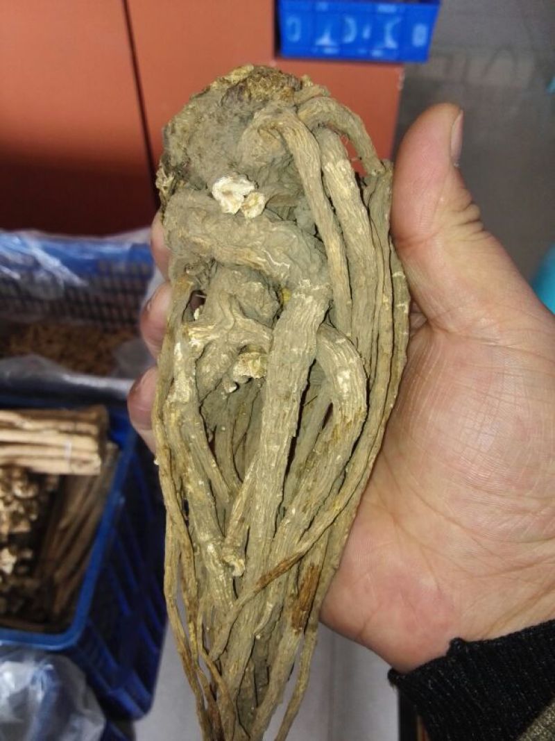 岷当归大颗精品
