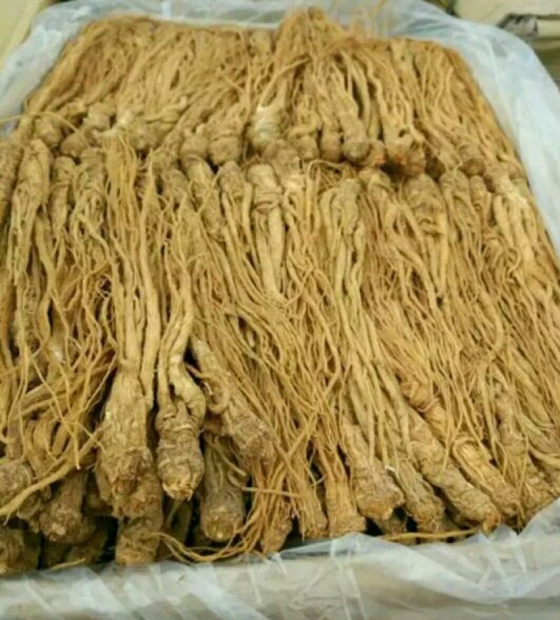 岷当归大颗精品