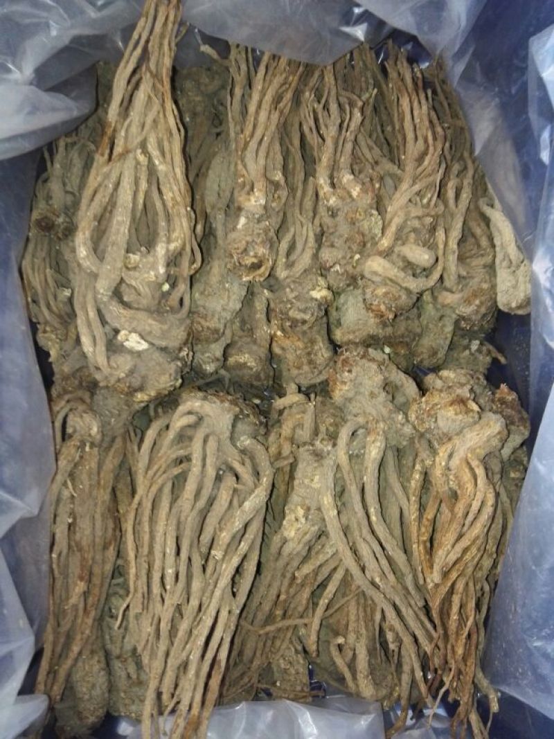 岷当归大颗精品