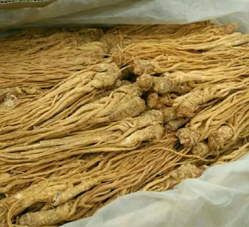 岷当归大颗精品