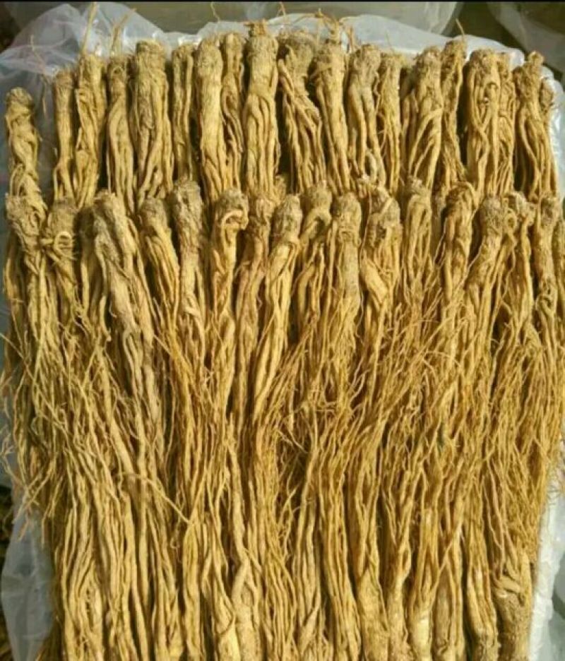 岷当归大颗精品