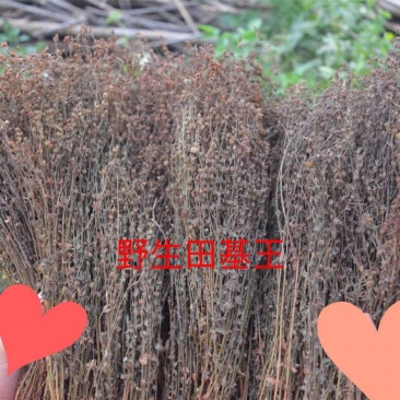 野生田基黄无硫无添加新货产地直供一手货源