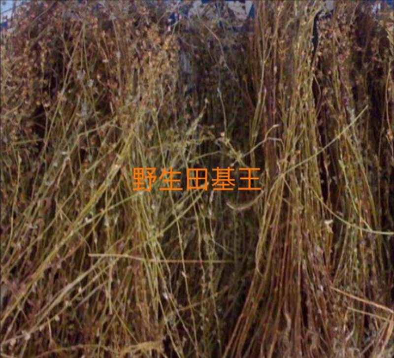 野生田基黄无硫无添加新货产地直供一手货源