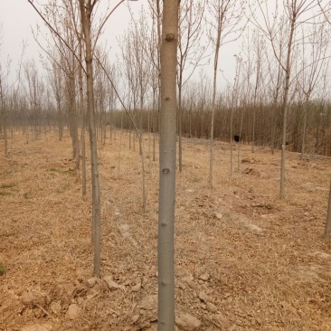 速生白蜡4~m4cm以上大量供应，占地苗子都有