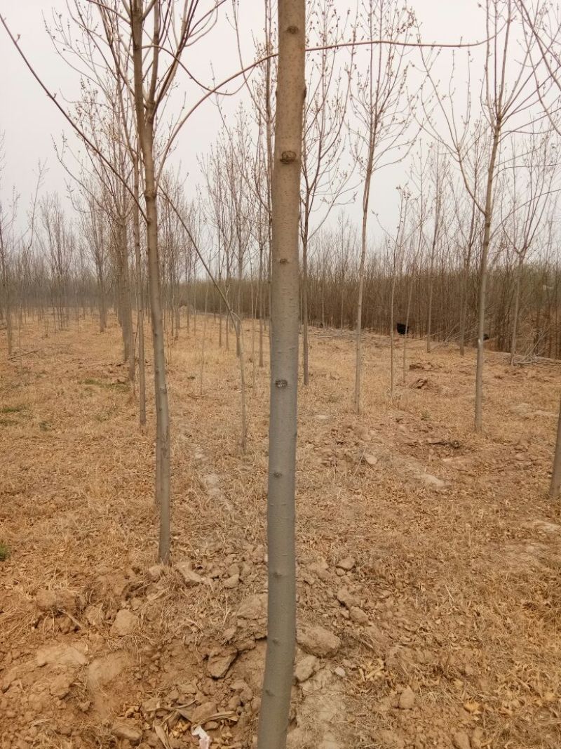 速生白蜡4~m4cm以上大量供应，占地苗子都有