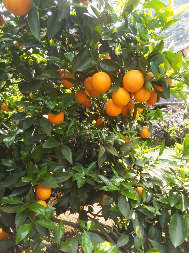 批发夏橙兴坪夏橙个头大个果皮细红够口感好，次果，榨汁果