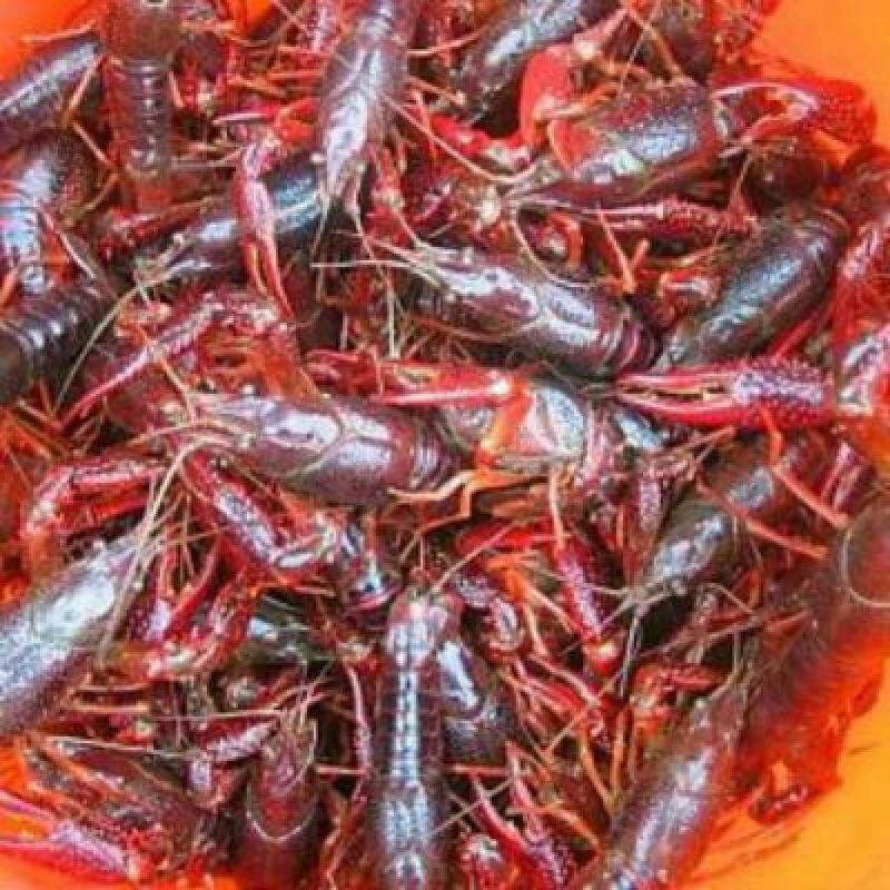 龙虾21~25只/kg