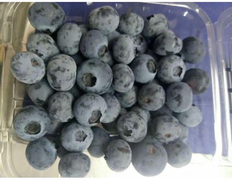 蓝丰蓝莓12~14mm以上