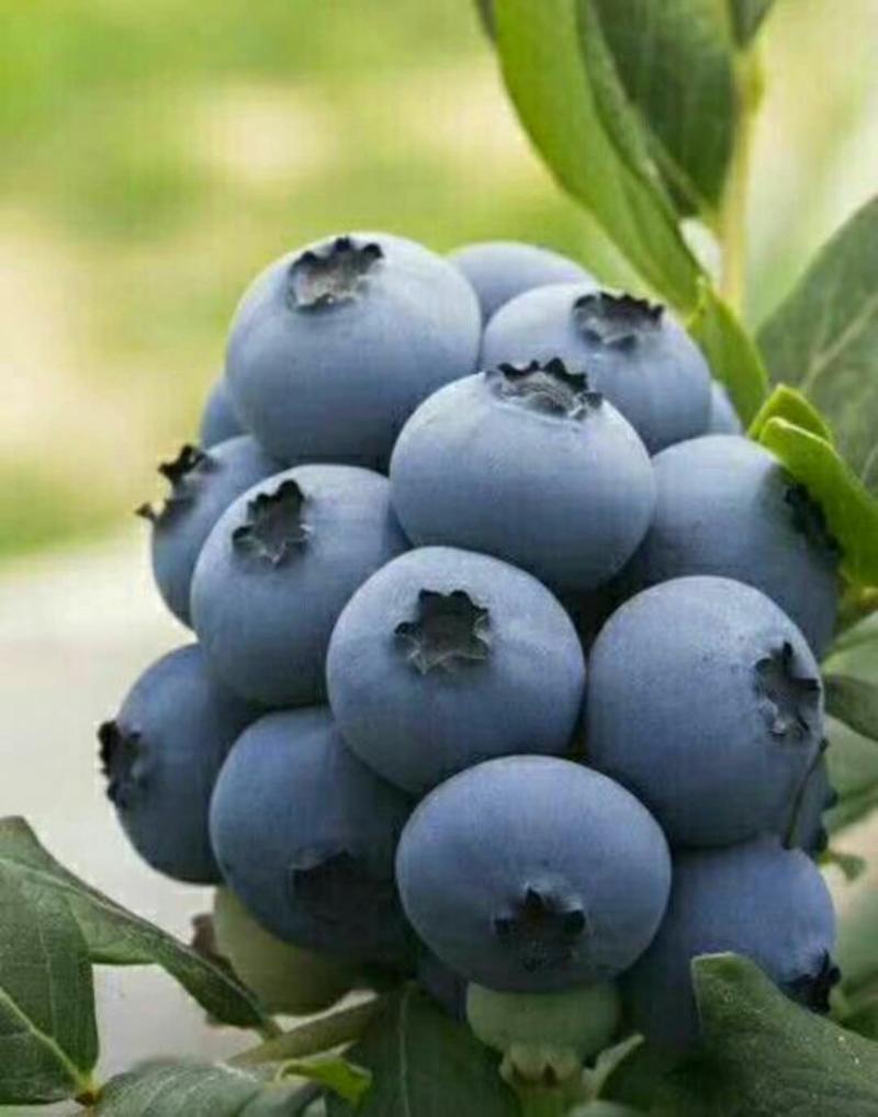 蓝丰蓝莓12~14mm以上