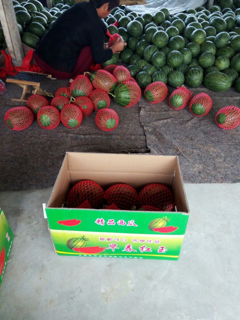 山东潍坊全美2K西瓜3斤打底9成熟头茬