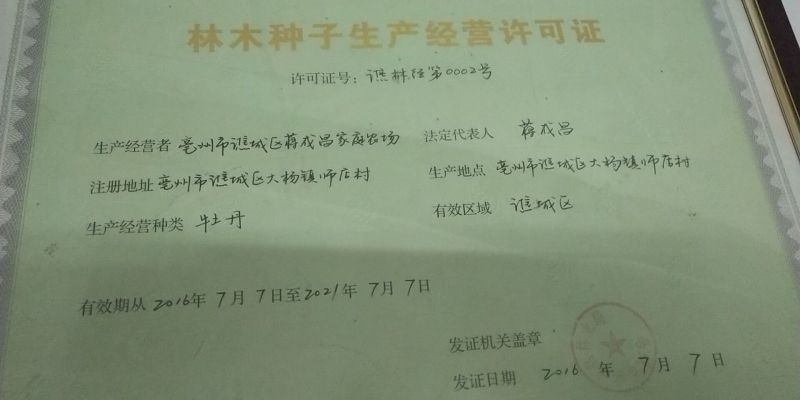 吴茱萸苗吴茱萸苗送生根粉