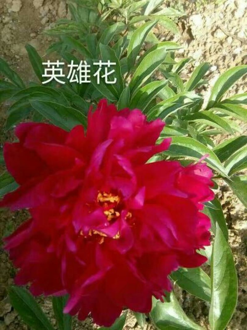观赏芍药重瓣芍药多花芍药芍药菏泽芍药