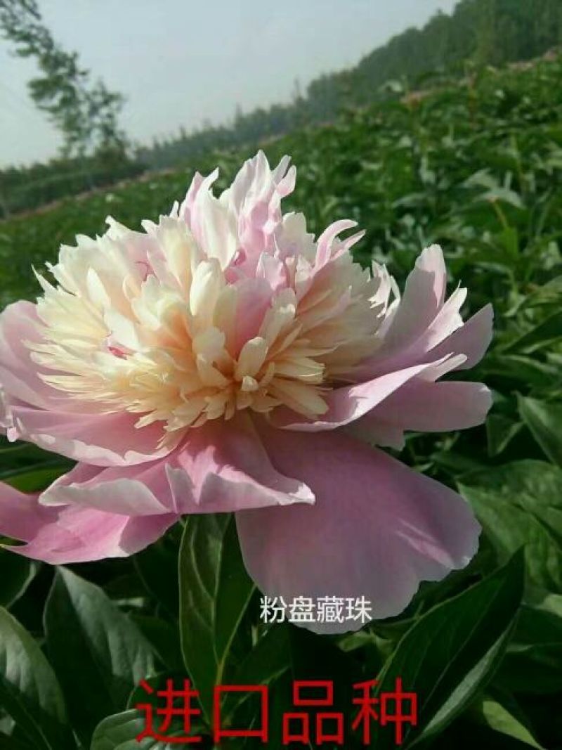 观赏芍药重瓣芍药多花芍药芍药菏泽芍药