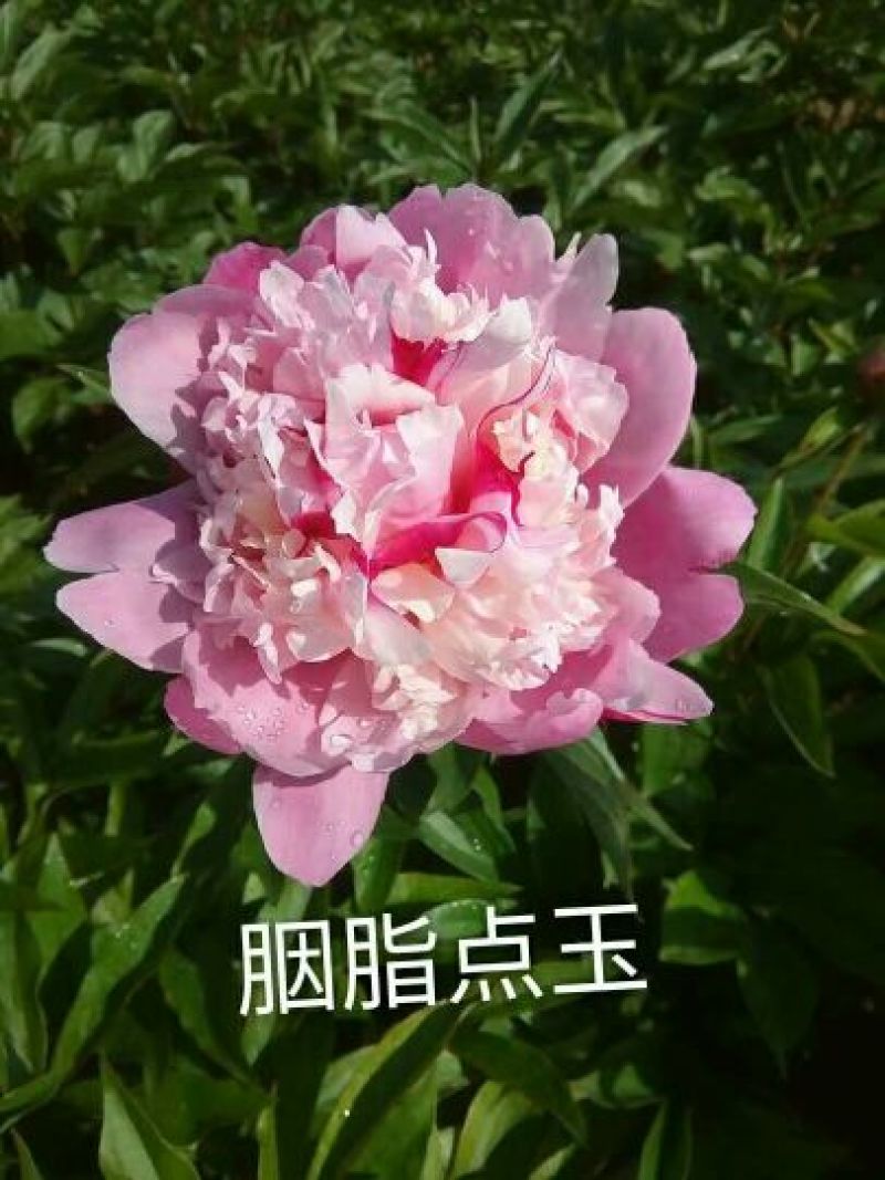 观赏芍药重瓣芍药多花芍药芍药菏泽芍药