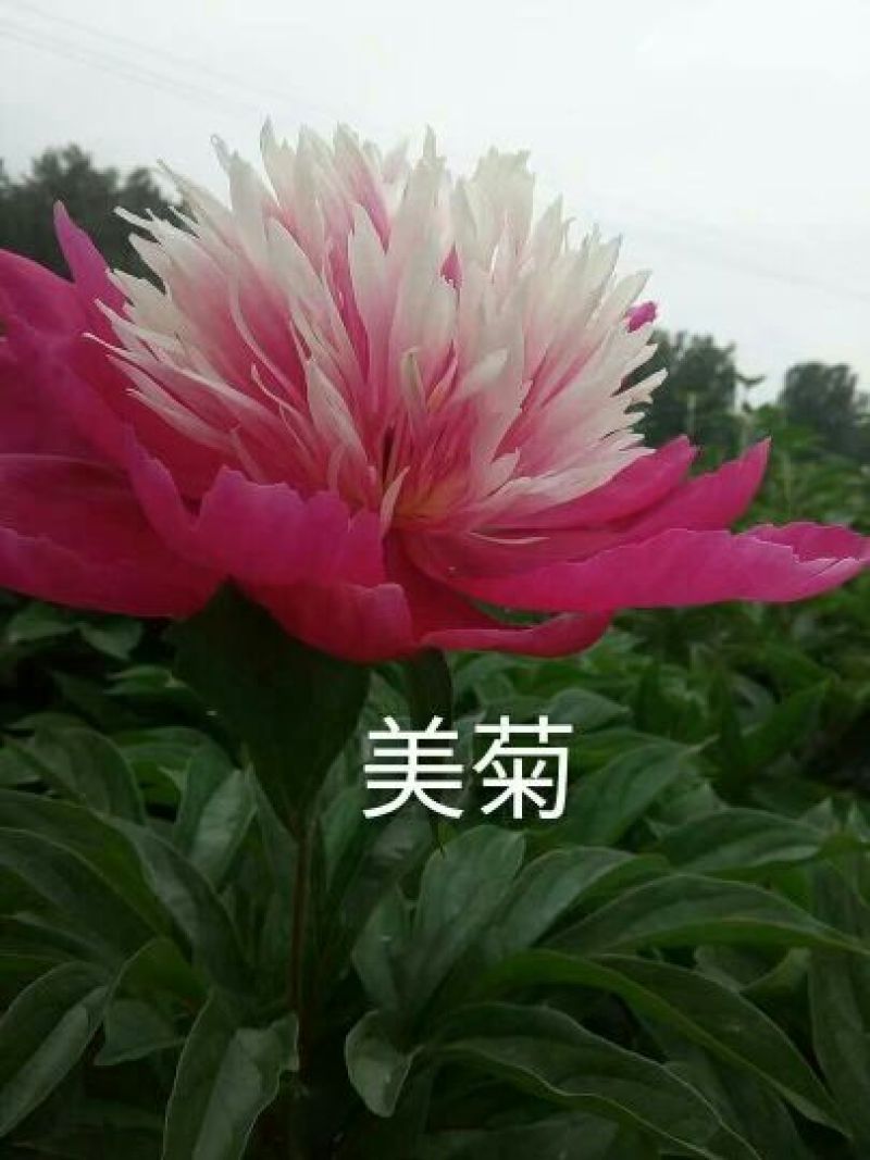观赏芍药重瓣芍药多花芍药芍药菏泽芍药