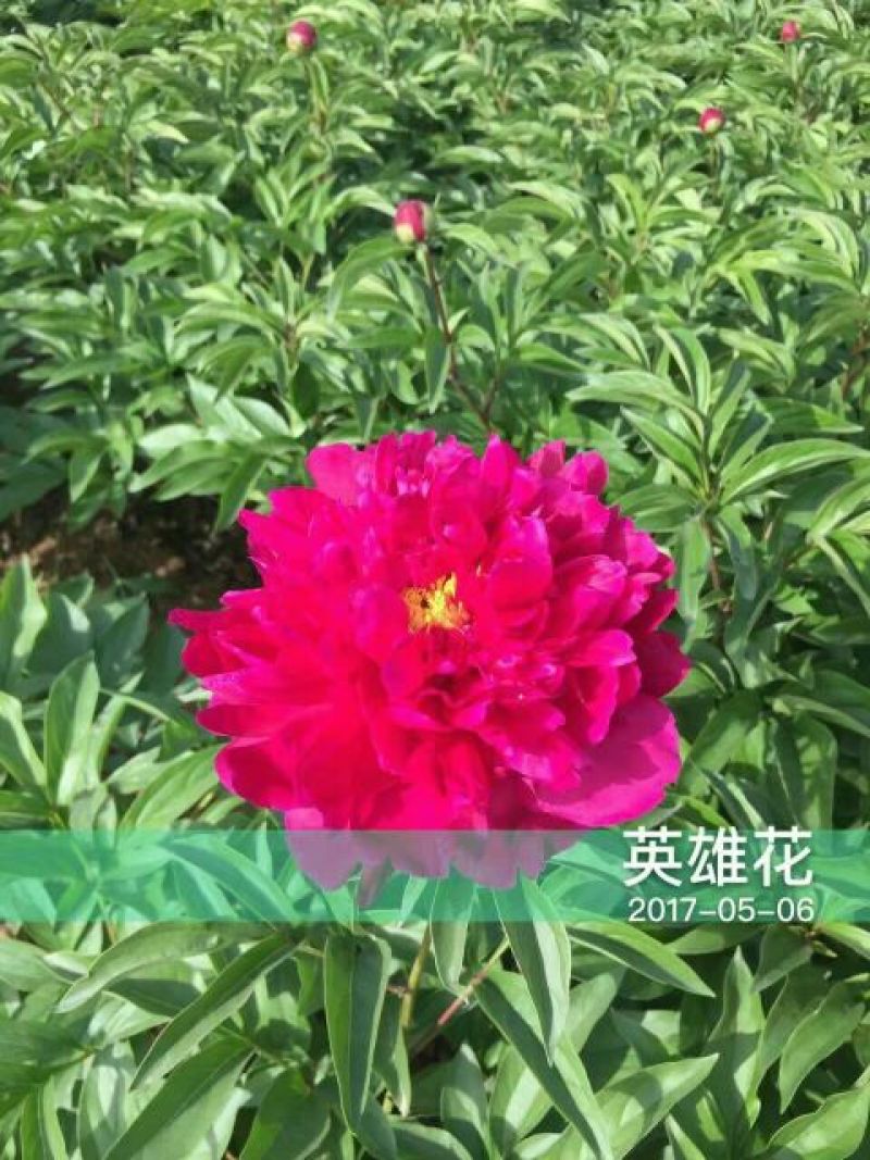 观赏芍药重瓣芍药多花芍药芍药菏泽芍药