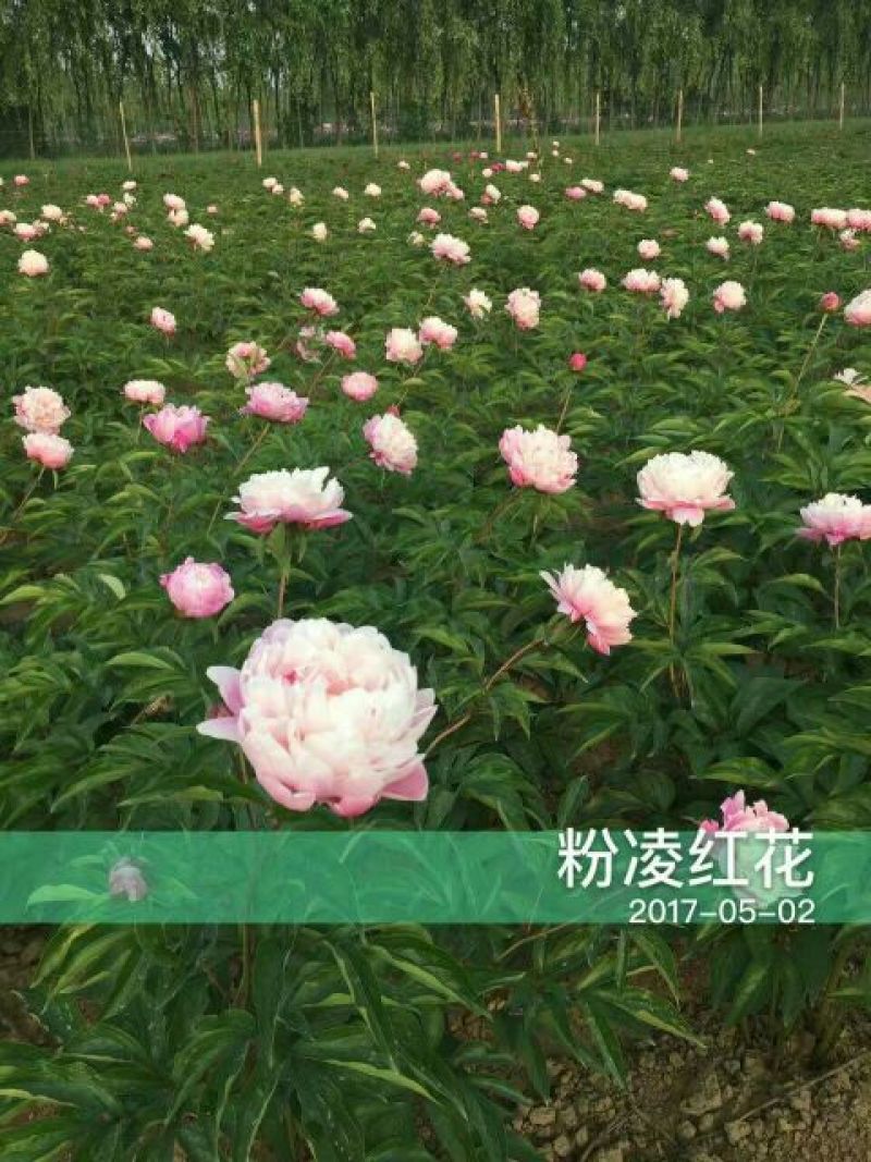 观赏芍药重瓣芍药多花芍药芍药菏泽芍药