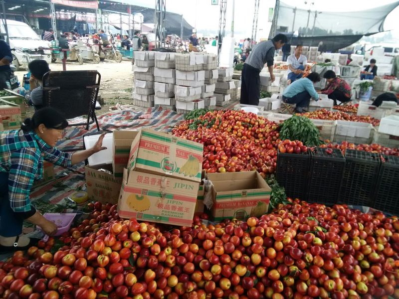 大棚油桃产地大棚油桃批发市场品质好货源充足全国发货