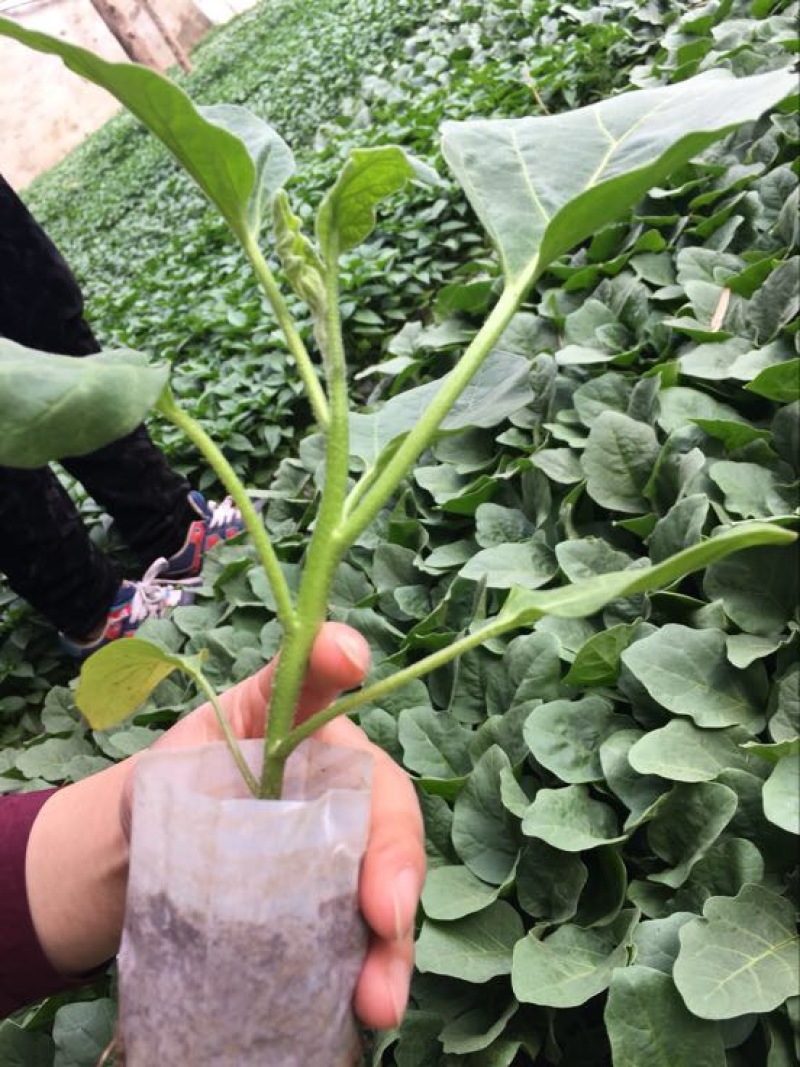 优质茄子苗，绿美系列，西安绿茄，紫茄，面包花茄，嫁接茄子