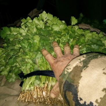 大叶香菜20~30厘米