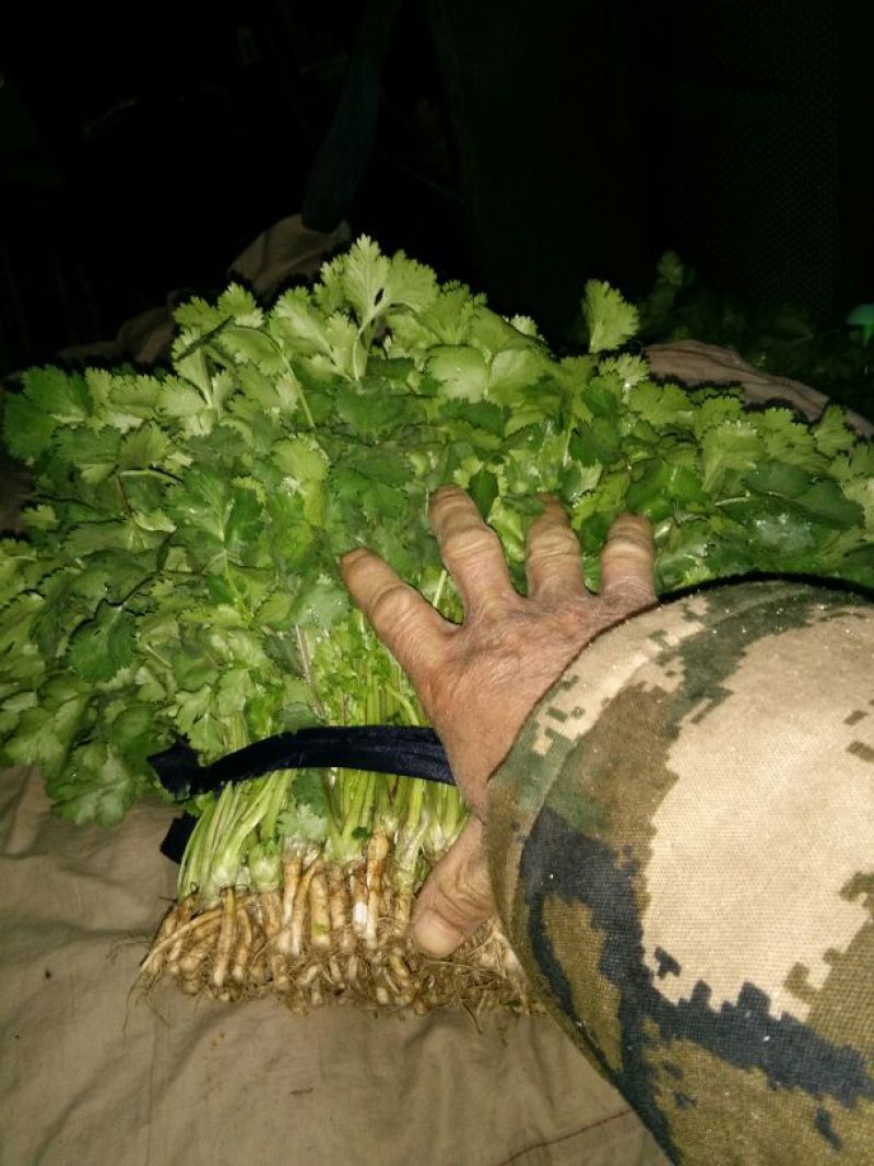 大叶香菜20~30厘米
