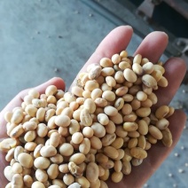 黄黄豆中等