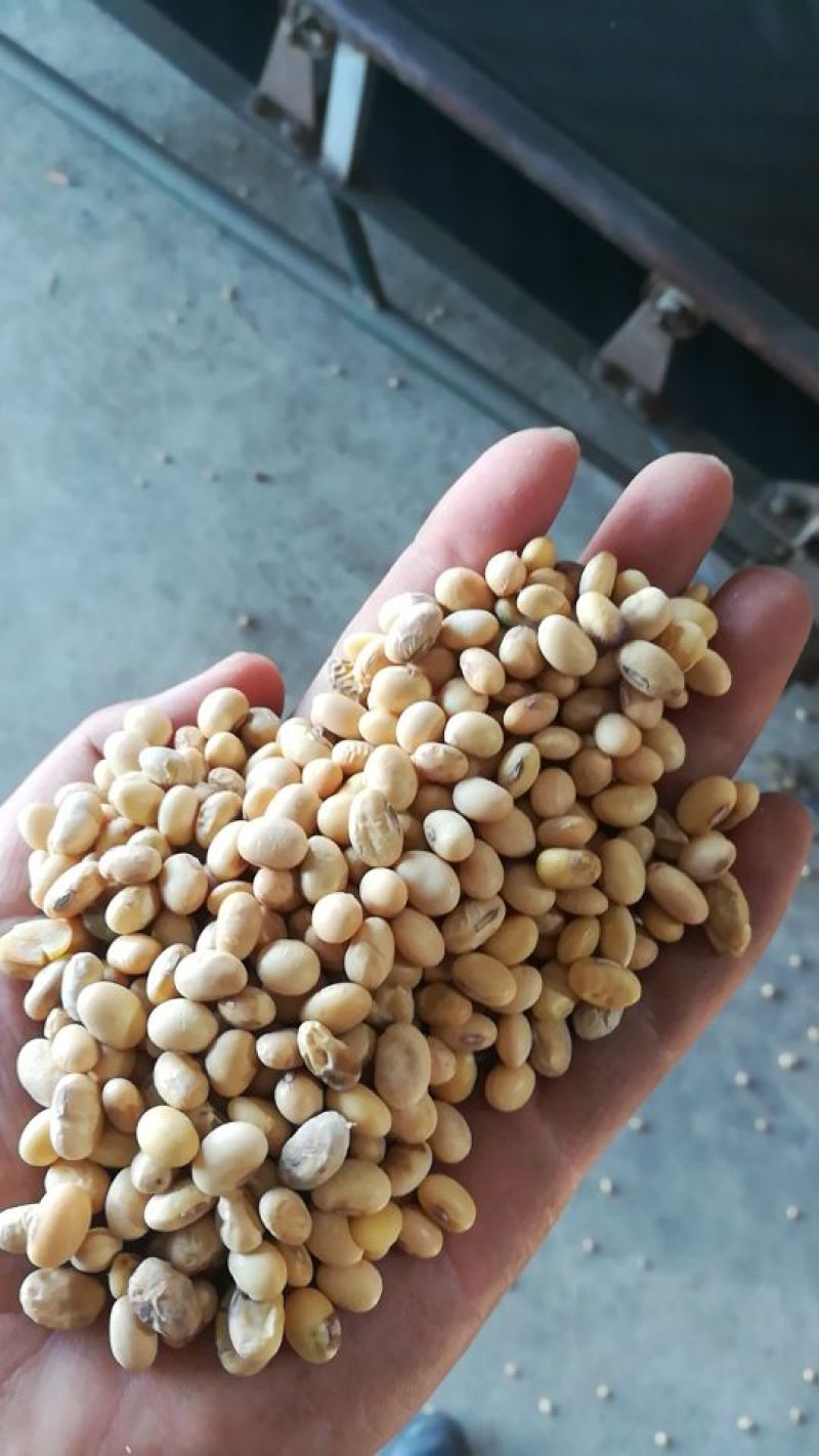 黄黄豆中等