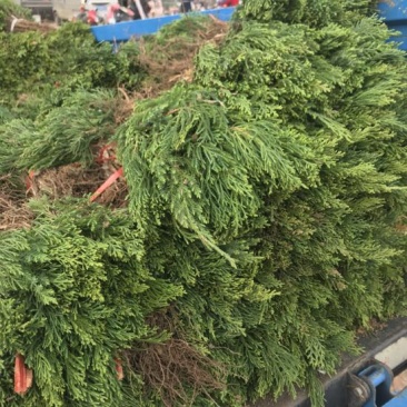 龙柏苗龙柏基地直销规格齐全提供发票