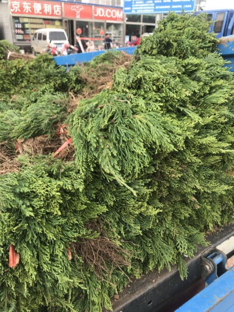 龙柏苗龙柏基地直销规格齐全提供发票