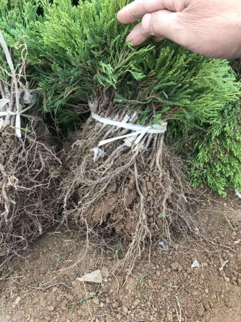 龙柏苗龙柏基地直销规格齐全提供发票
