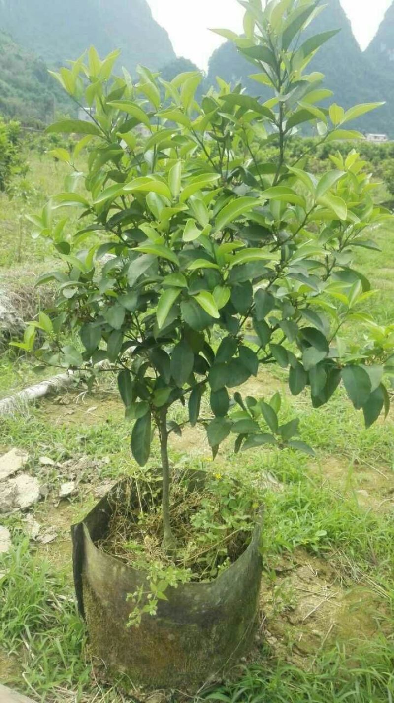 沙糖桔苗30~50cm
