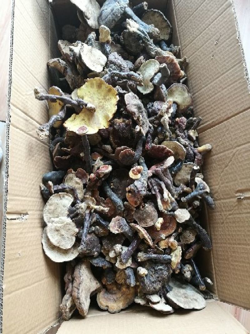 药用灵芝野生红统