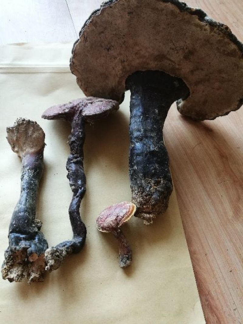 药用灵芝野生红统