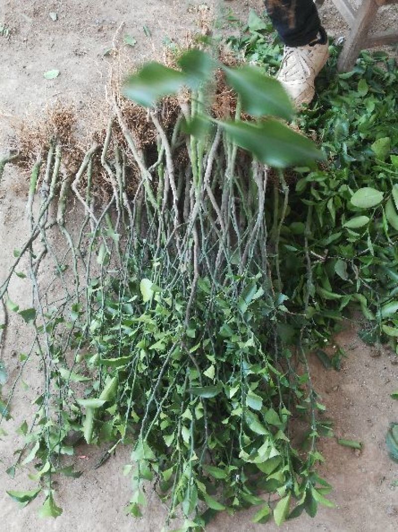 沙糖桔苗，正品嫁接苗，种植第二年可以挂果